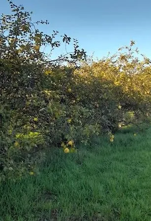 Вилла Quinta Da Barbosa *