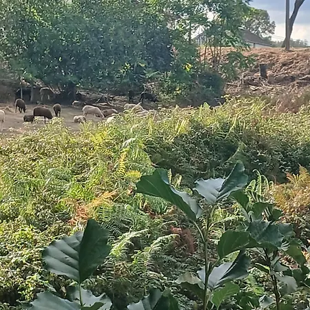 Quinta Da Barbosa * Folgosinho